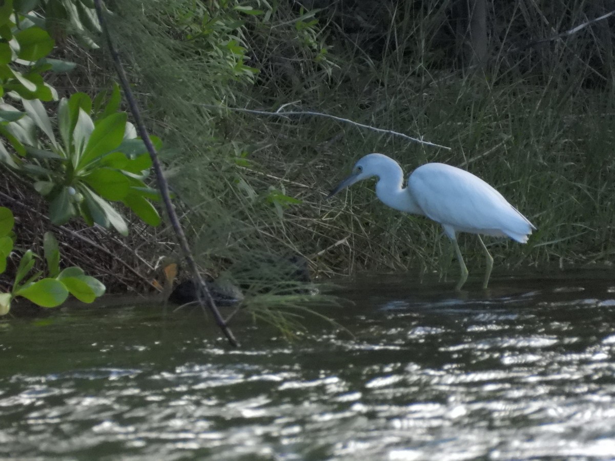 Snowy Egret - Martha Cartwright