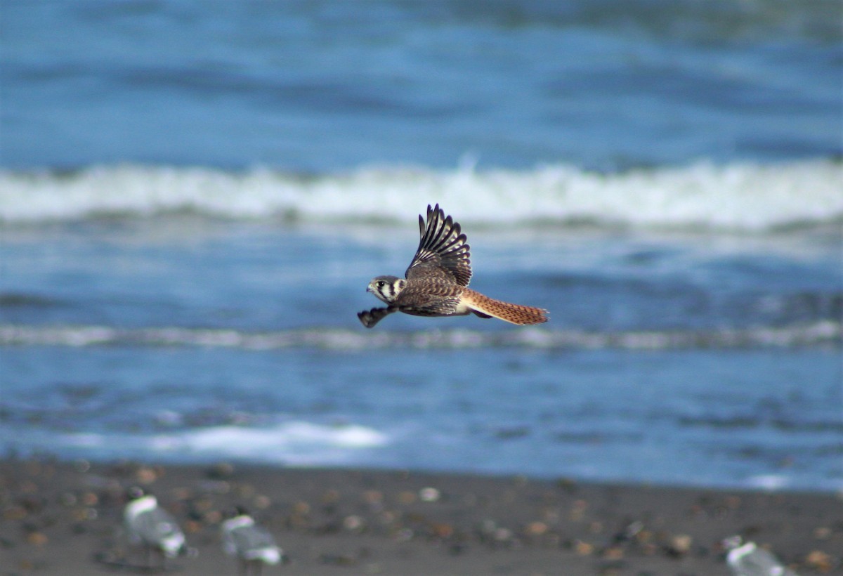 American Kestrel - ML50075961