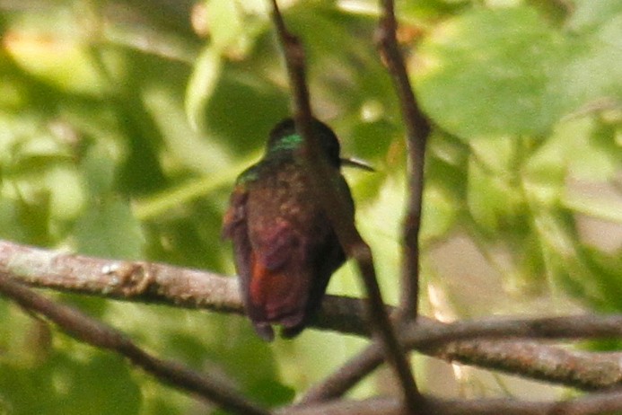 Berylline Hummingbird - ML500759731