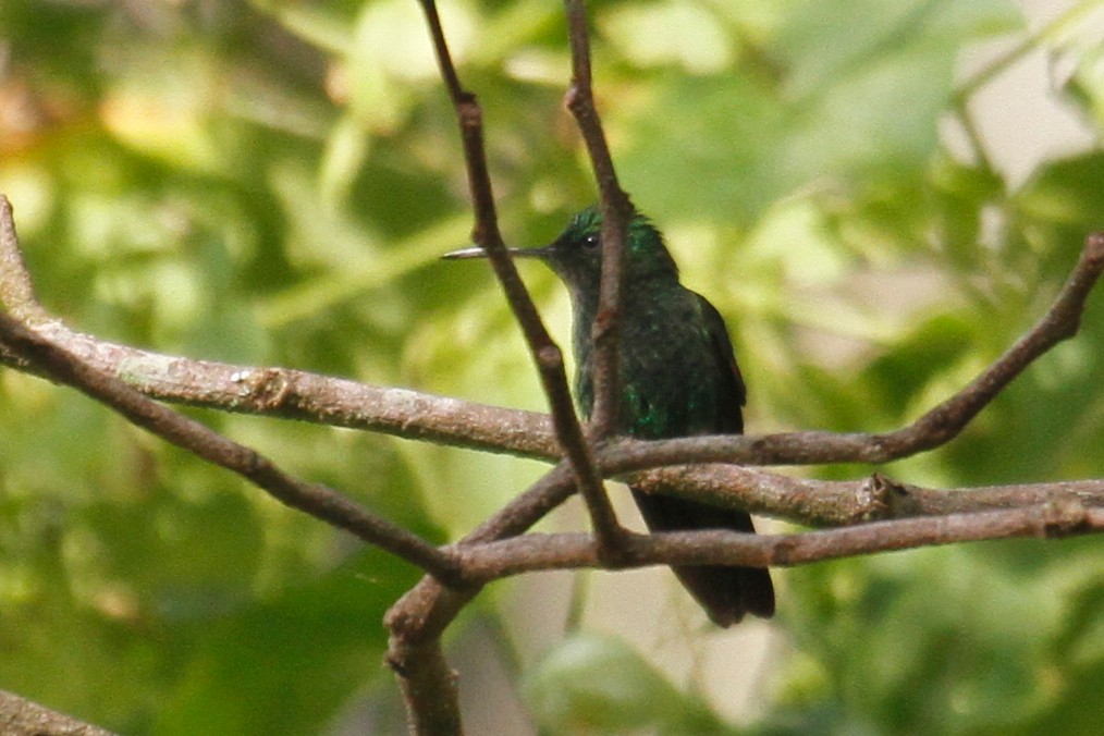 Berylline Hummingbird - ML500759751