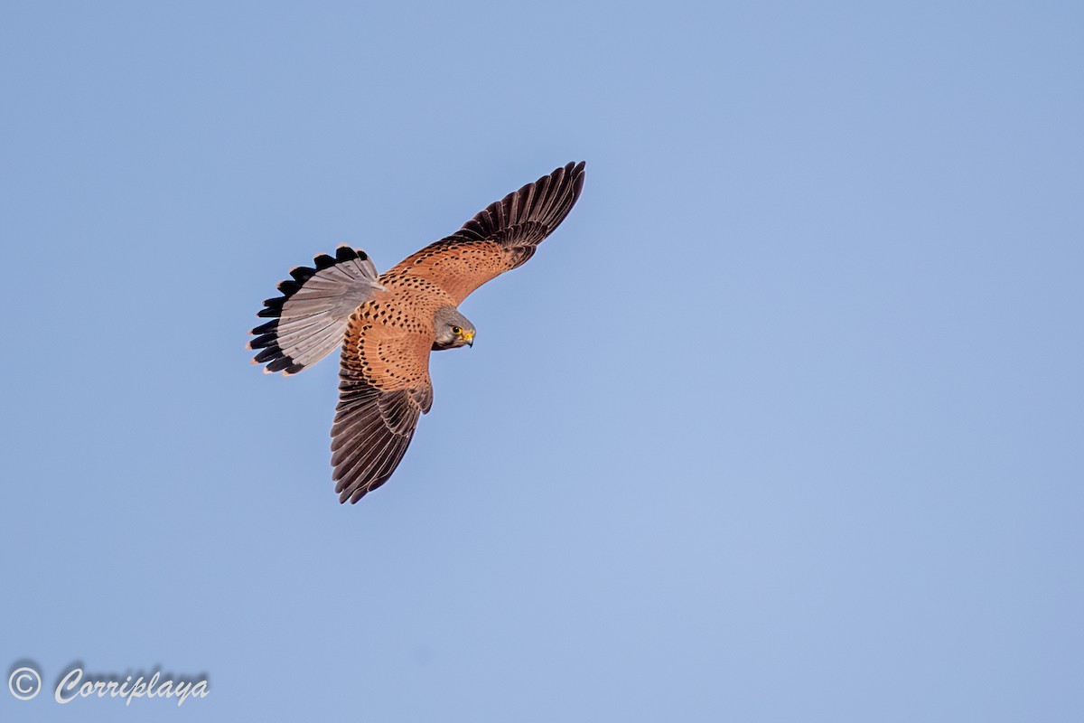 Eurasian Kestrel - ML500759761