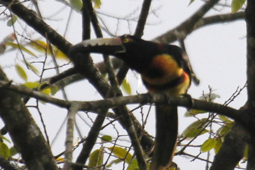 Collared Aracari - ML500759801