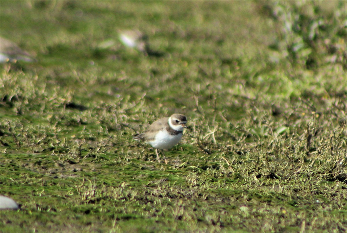 Semipalmated Plover - ML50075981