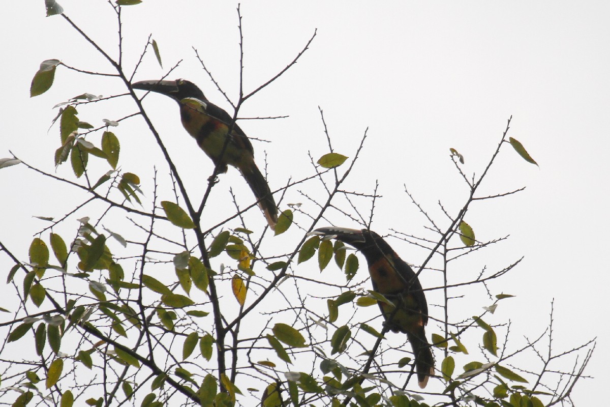 Collared Aracari - ML500759811