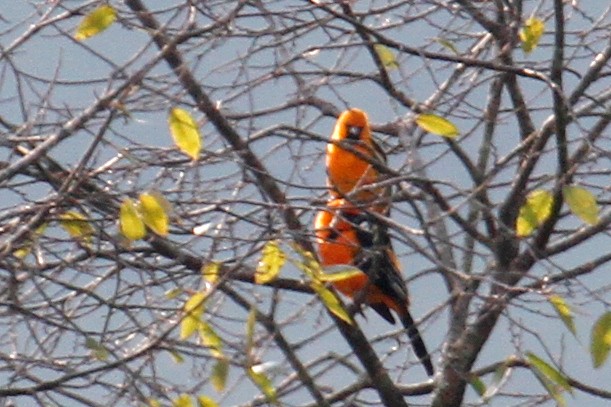 Altamira Oriole - ML500759841