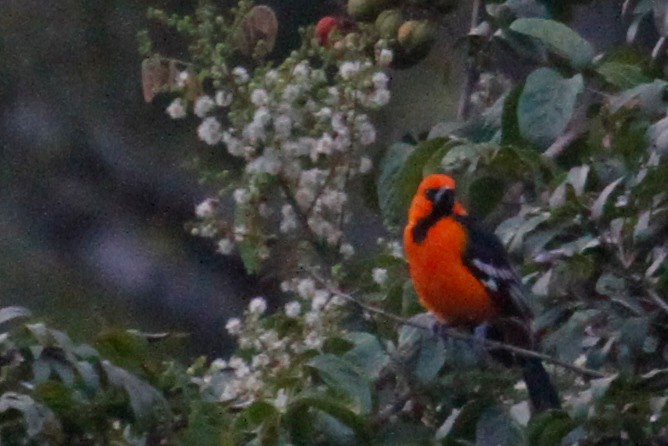 Altamira Oriole - ML500759851