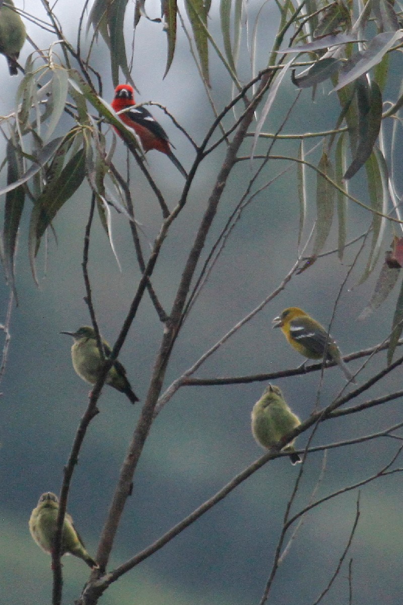 White-winged Tanager - ML500759891