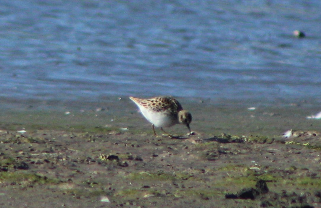 Least Sandpiper - ML50075991