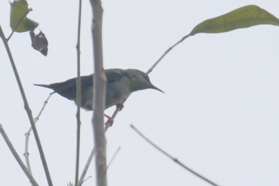 Red-legged Honeycreeper - ML500759941