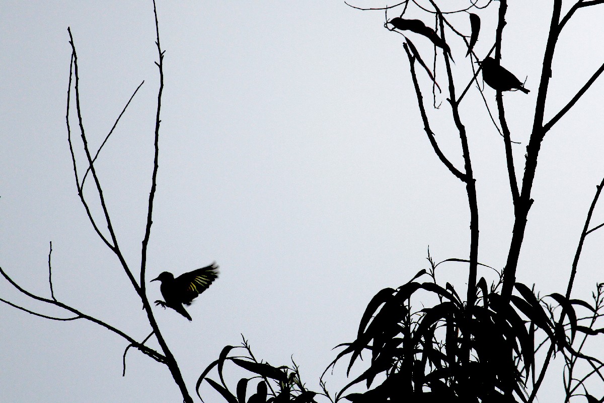 Red-legged Honeycreeper - ML500759951