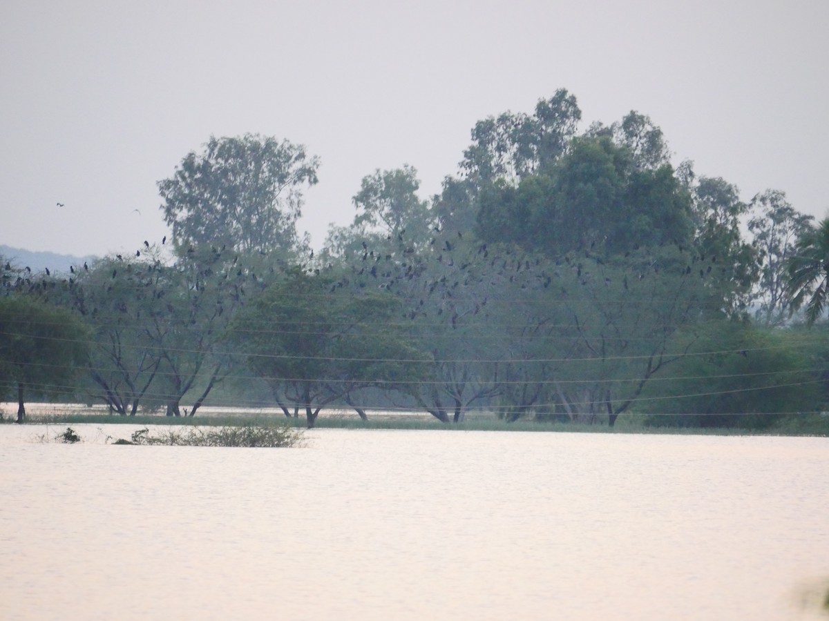 cormoran sp. - ML500760541