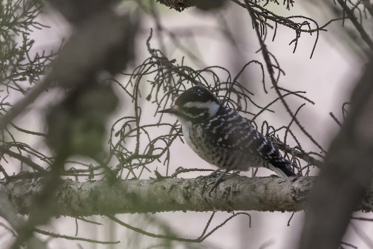 Nuttall's Woodpecker - ML500760731