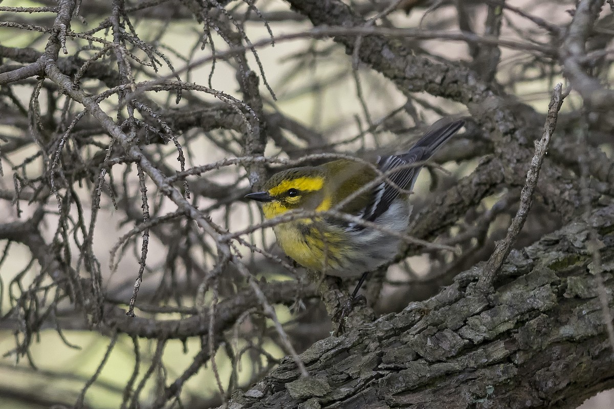 Townsend's Warbler - ML500760771