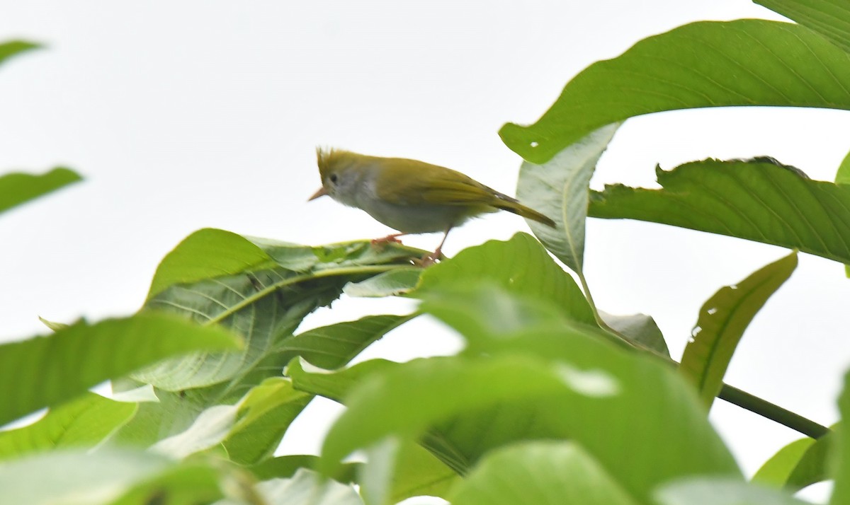 White-bellied Erpornis - ML500761161