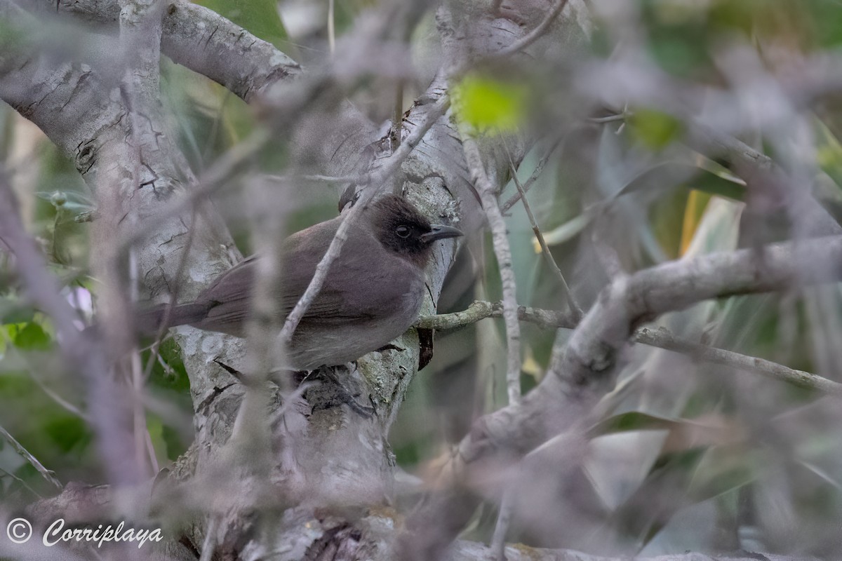 Common Bulbul - ML500761691