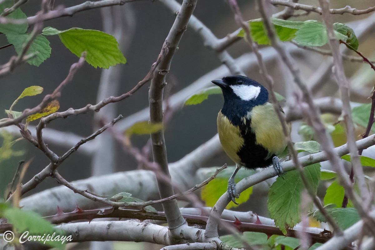 Great Tit - ML500761871