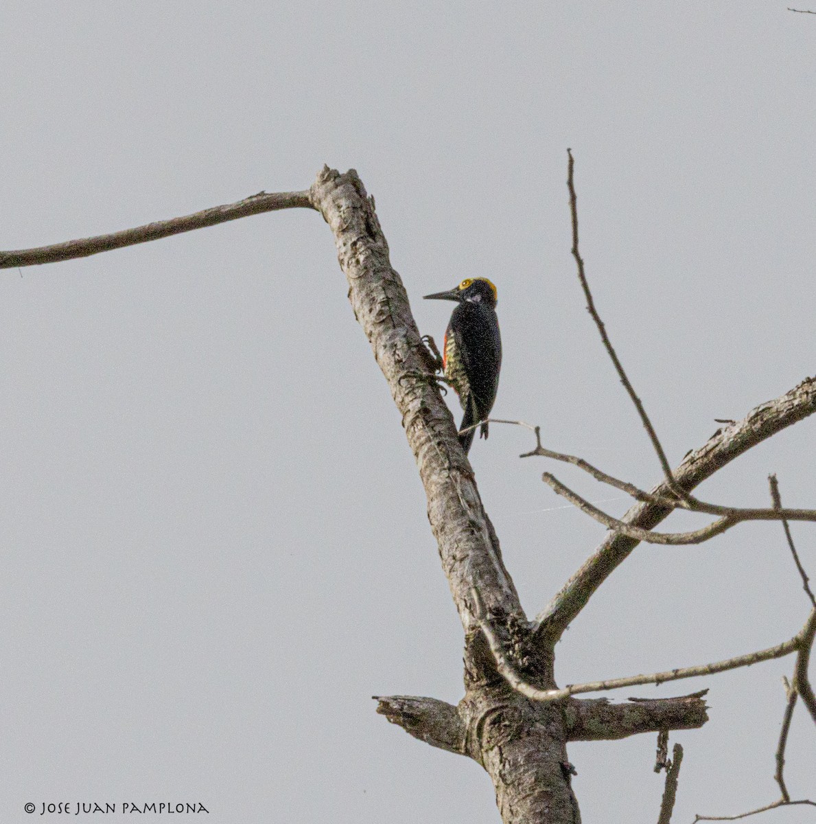 Yellow-tufted Woodpecker - ML500763711