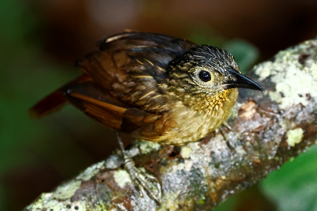 Black-billed Treehunter - John Mills