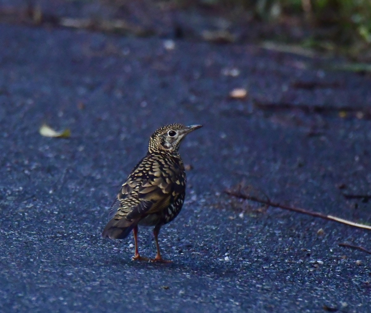 Scaly Thrush - ML500765261