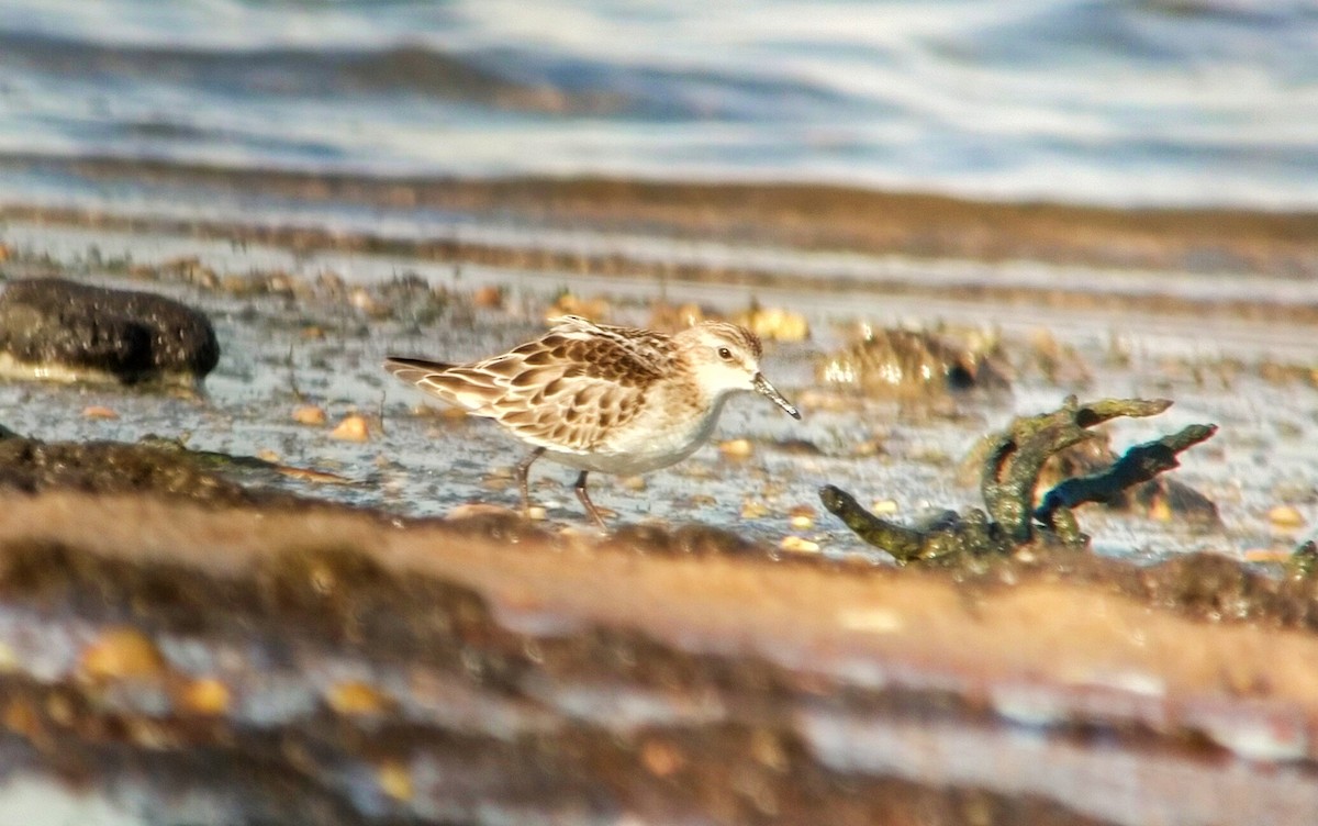 Little Stint - Javier Morala/MCBirding.com