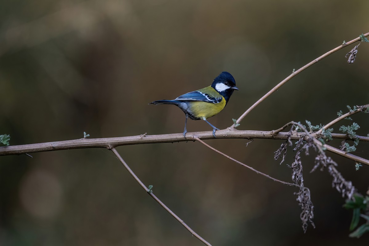 Green-backed Tit - ML500765791