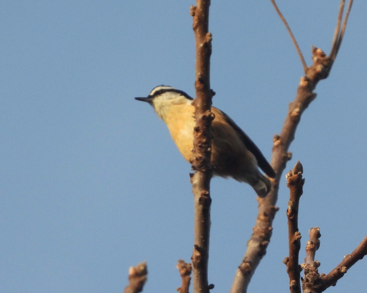 Red-breasted Nuthatch - ML500766051