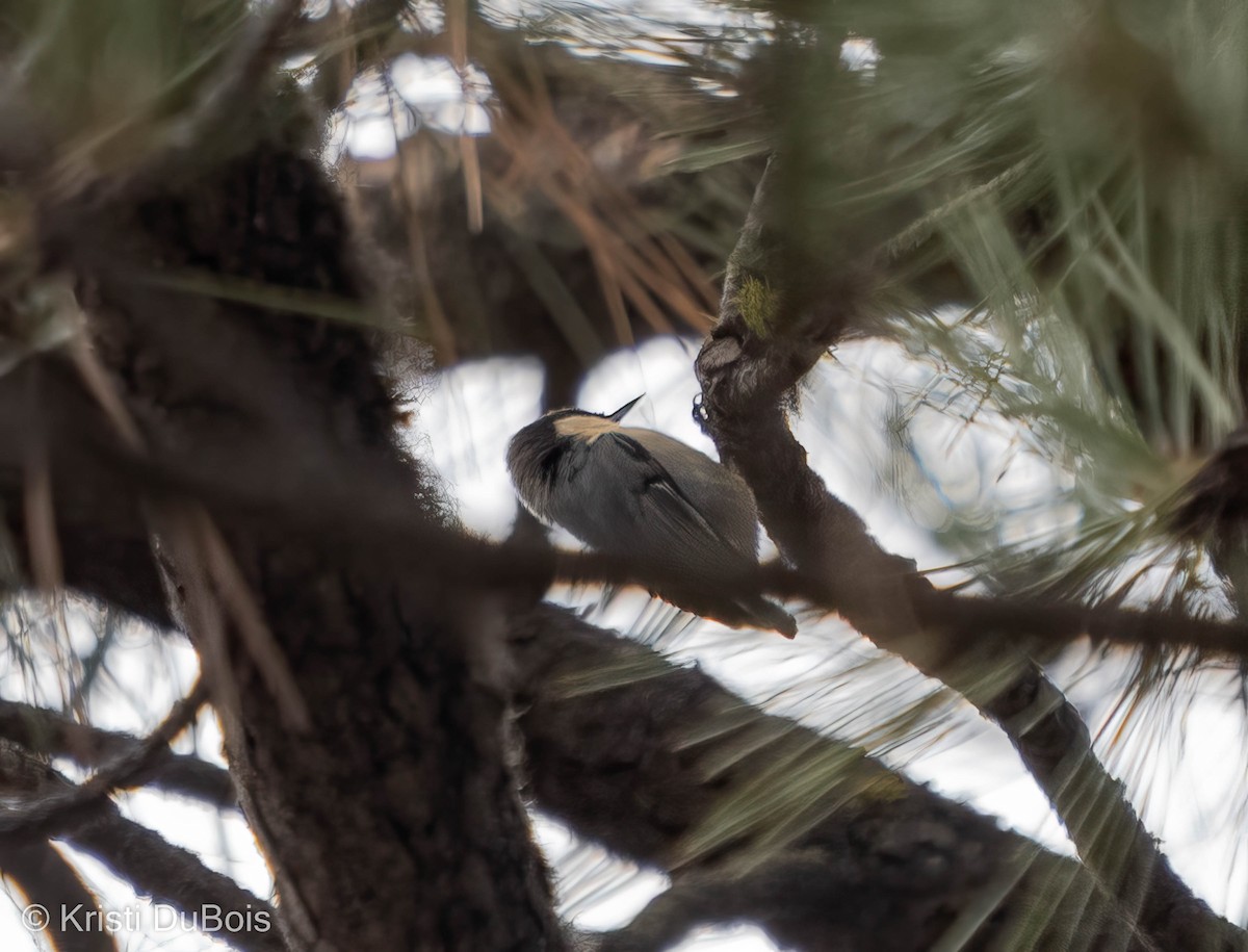 Pygmy Nuthatch - ML500766271