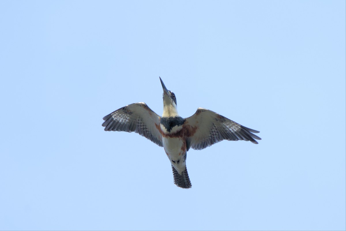 Belted Kingfisher - ML500766991