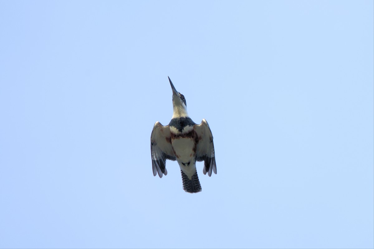 Belted Kingfisher - ML500767001