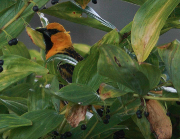 Streak-backed Oriole (Streak-backed) - ML500768761