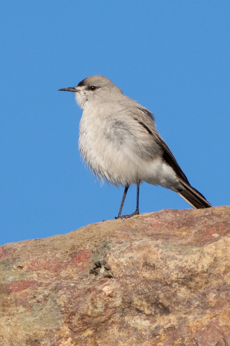 Black-fronted Ground-Tyrant - ML500769461