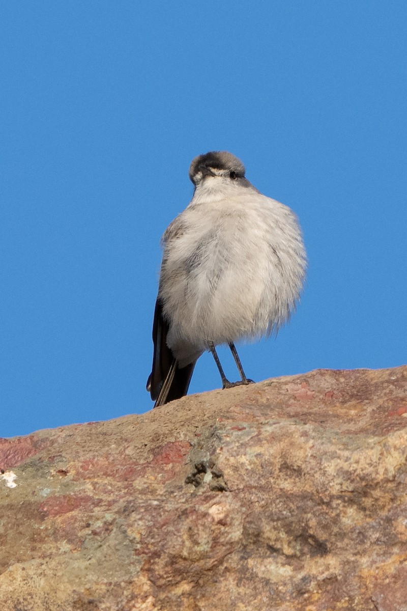 Black-fronted Ground-Tyrant - ML500769481