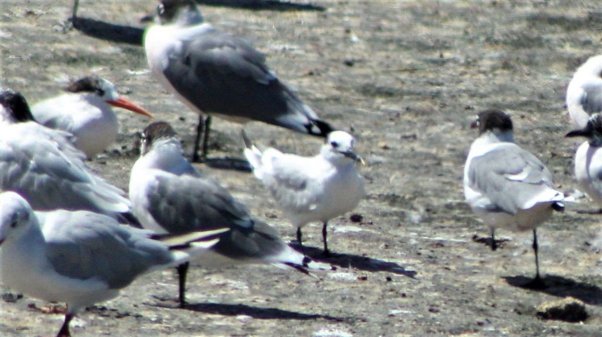 Sandwich Tern - ML50076991