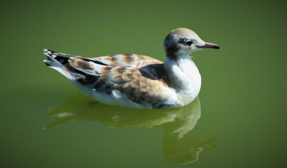 Brown-hooded Gull - ML50077031