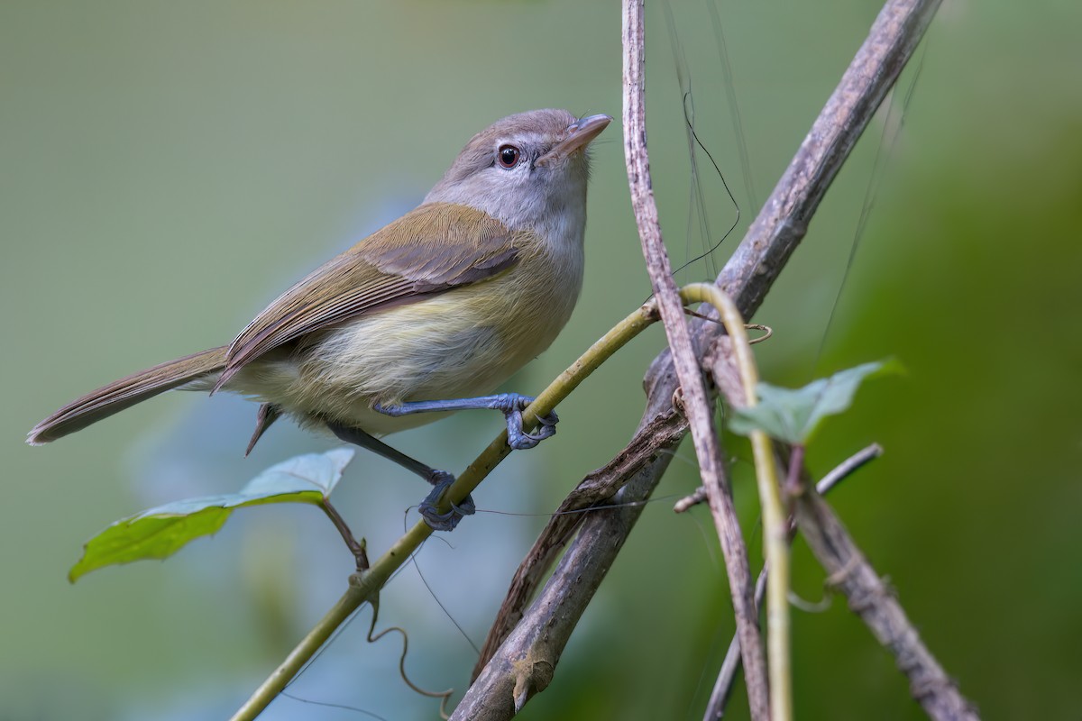 Puerto Rican Vireo - Dubi Shapiro