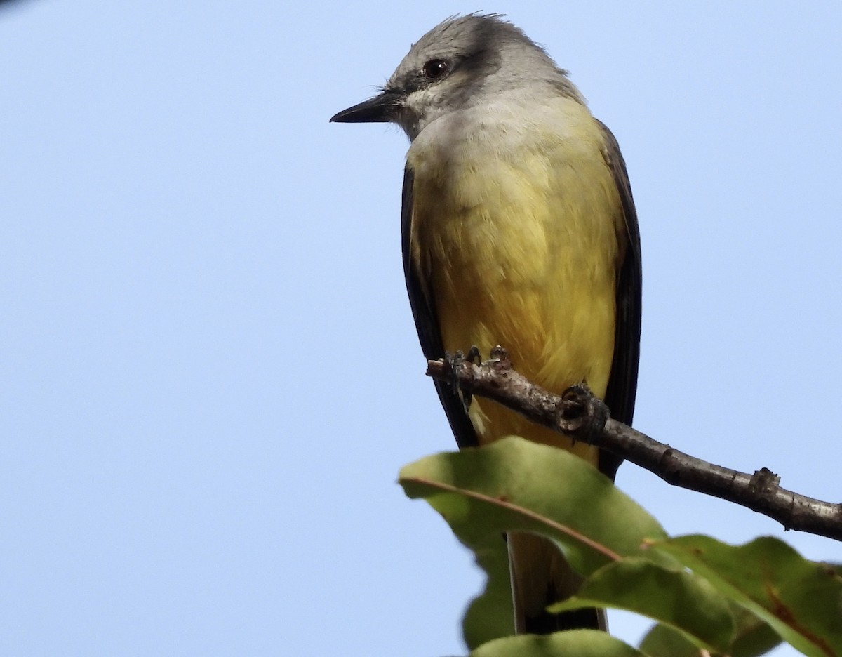 Western Kingbird - ML500772271