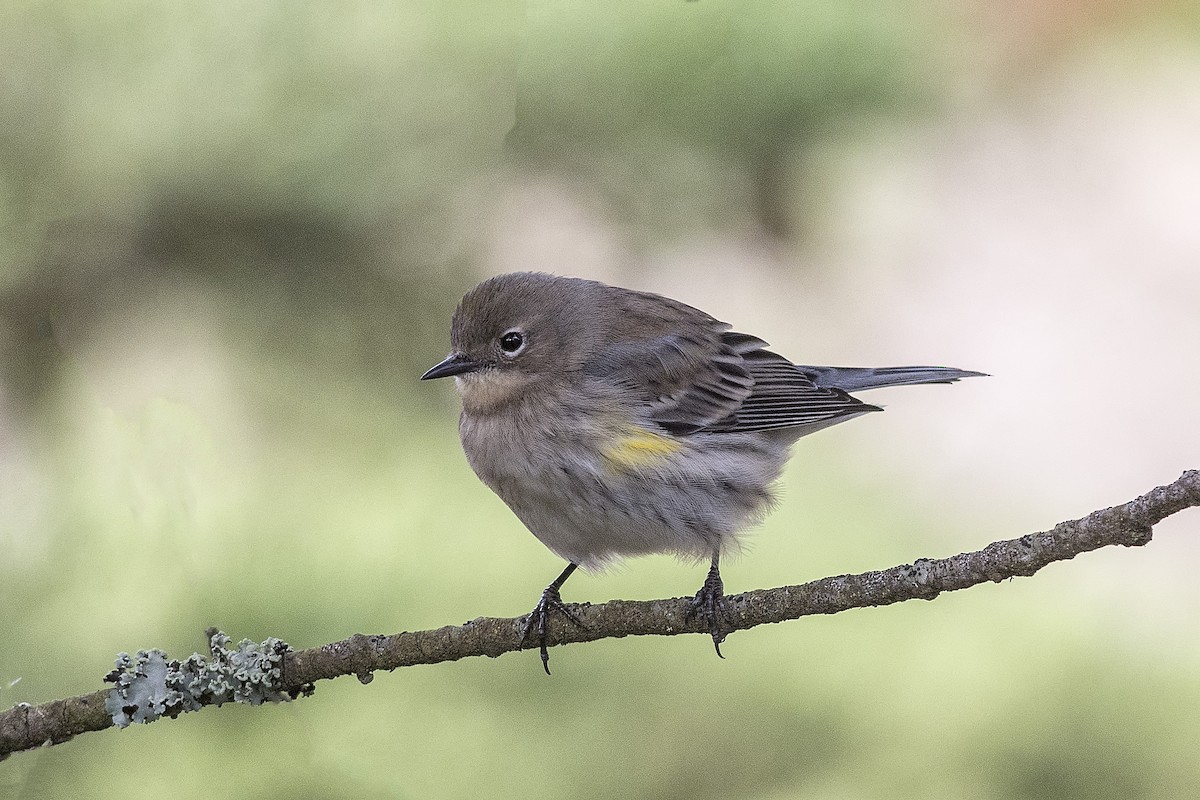 Yellow-rumped Warbler (Myrtle) - ML500772531
