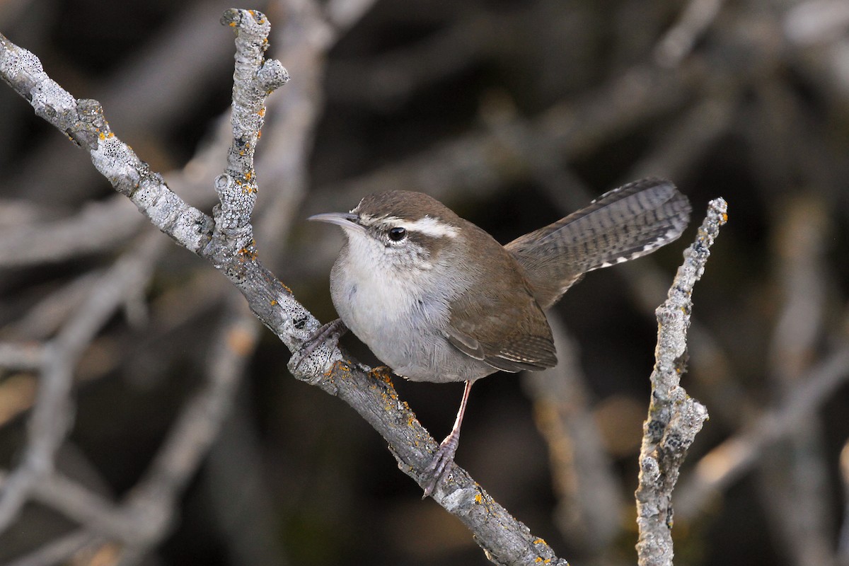 Bewick's Wren - Marlene Cashen