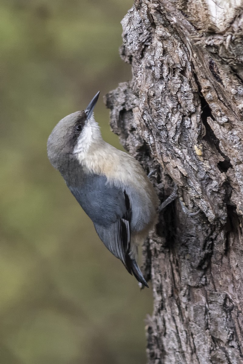 Pygmy Nuthatch - ML500774881
