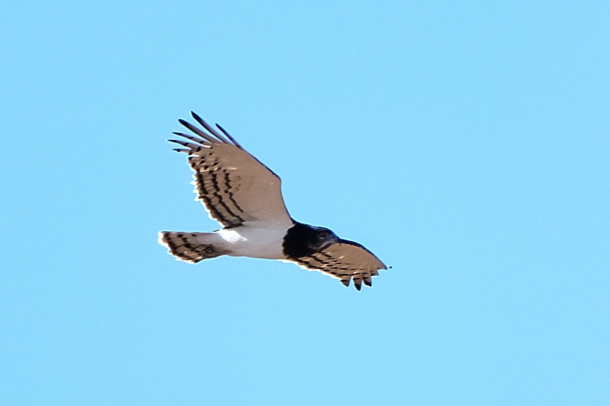 Black-chested Snake-Eagle - ML500780421