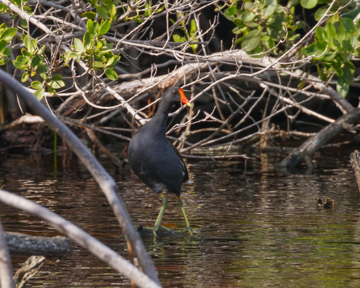 Common Gallinule - ML500780591