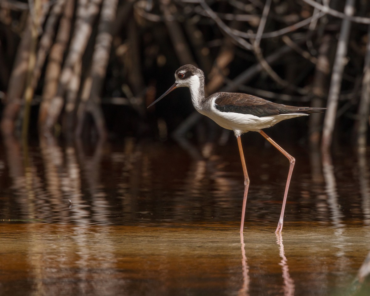 Black-necked Stilt - ML500780681