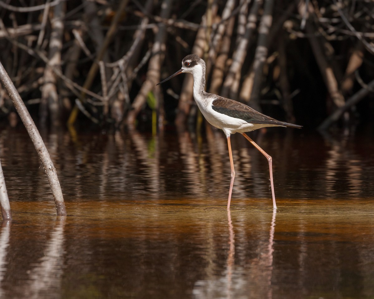 Black-necked Stilt - ML500780691