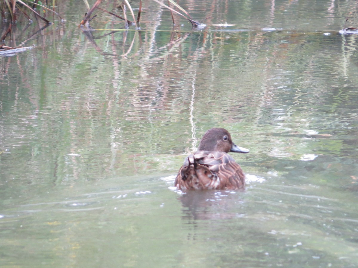 Brown Teal - ML50078071