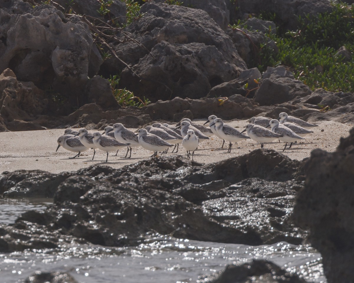 Sanderling - ML500780801