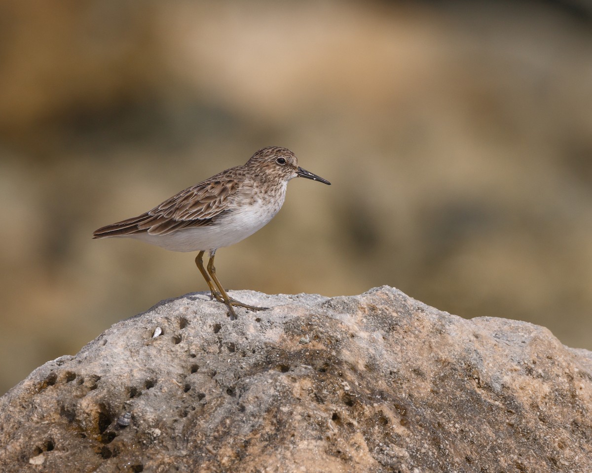 Least Sandpiper - ML500780821