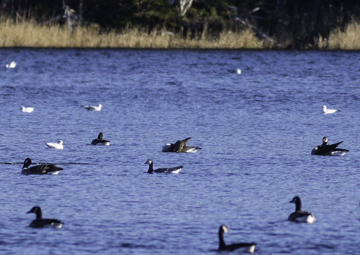 Barnacle Goose - ML500781301