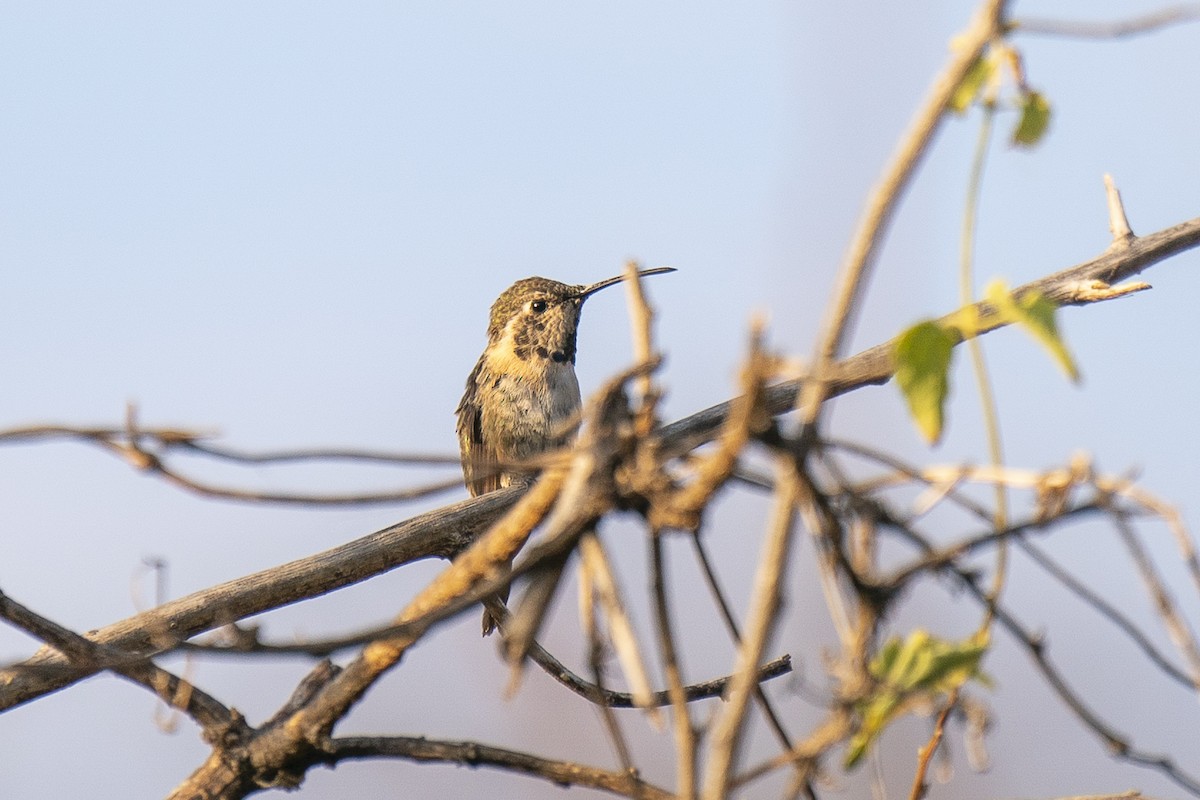 Colibrí de Myrtis - ML500782601