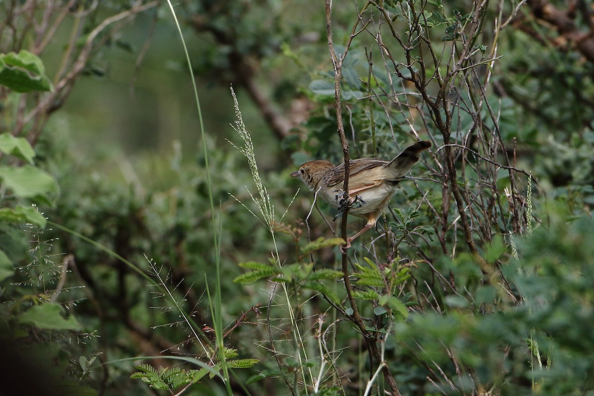 Carruthers's Cisticola - ML500784391