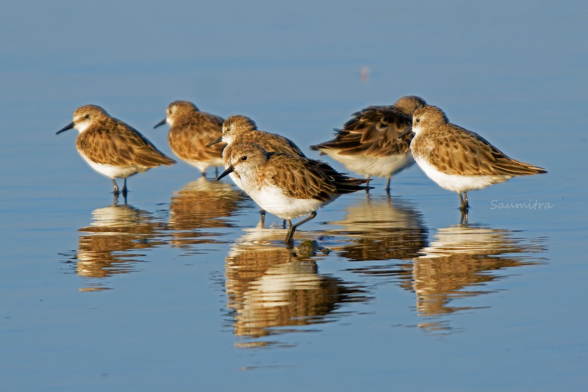 Little Stint - ML500787181